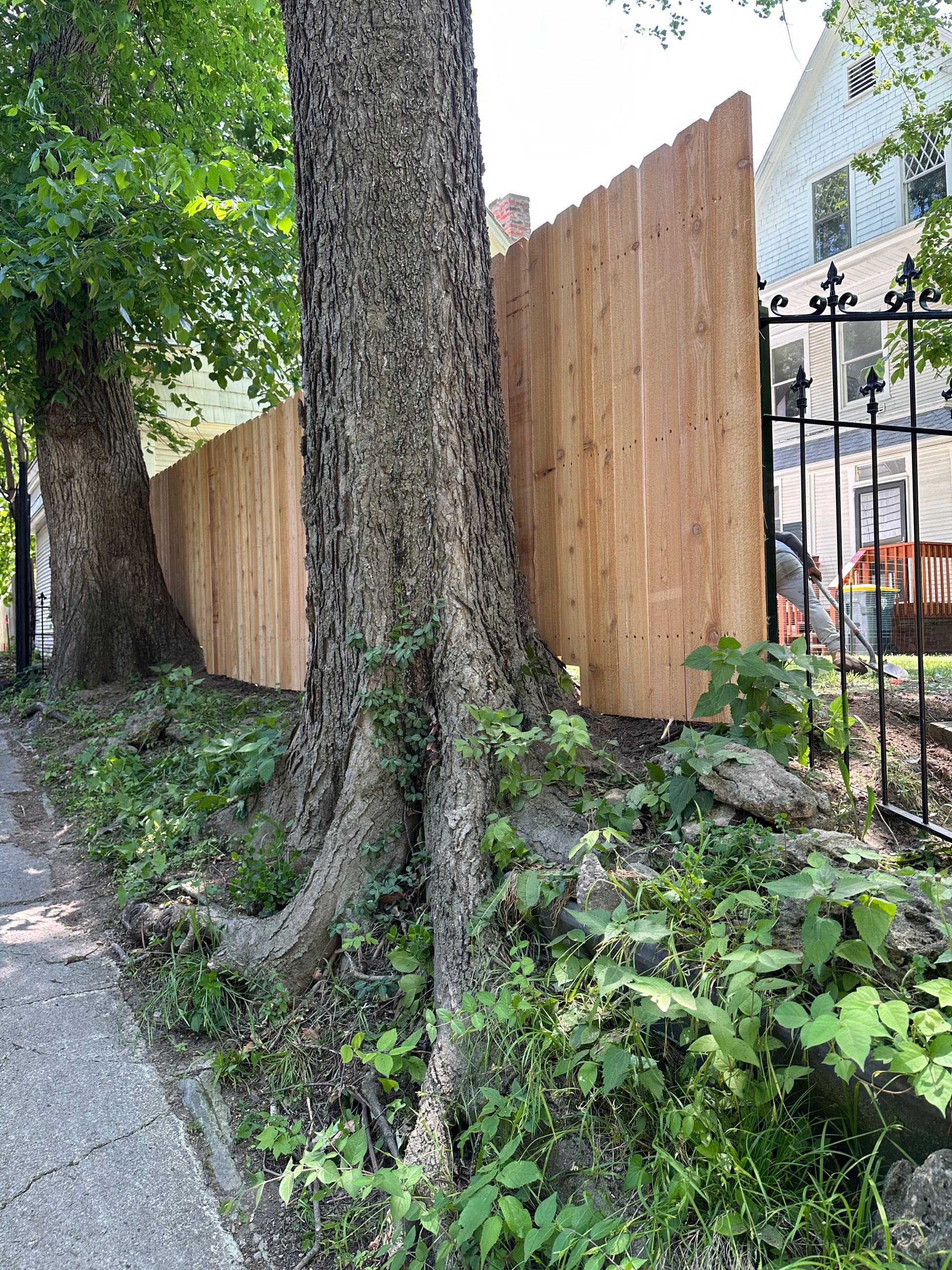 Tree roots partially obscuring a brown wooden fence. Green foliage grows at base. Black fence and building in the background.