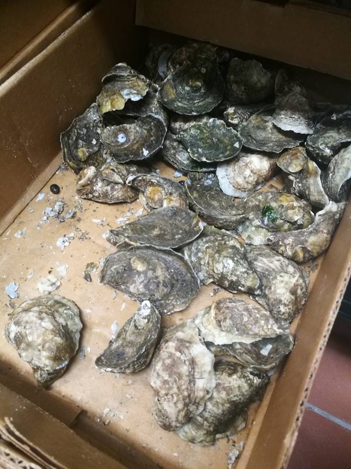 Seafood Restaurant Cary & Apex, NC