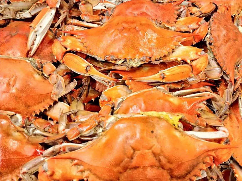 Seafood Restaurant Cary & Apex, NC