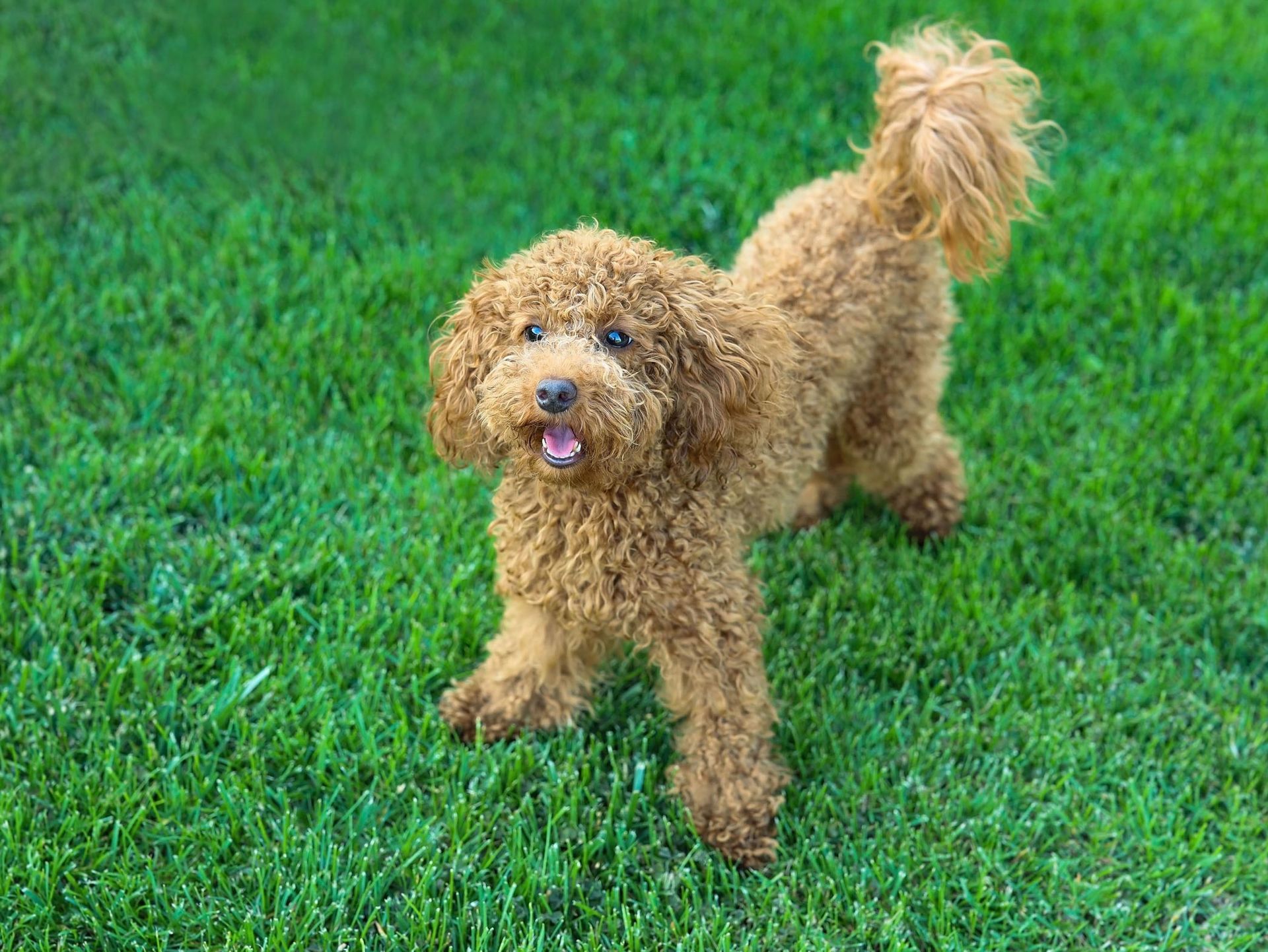 Brown, curly-haired poodle standing on green grass with a smiling expression and fluffy tail.