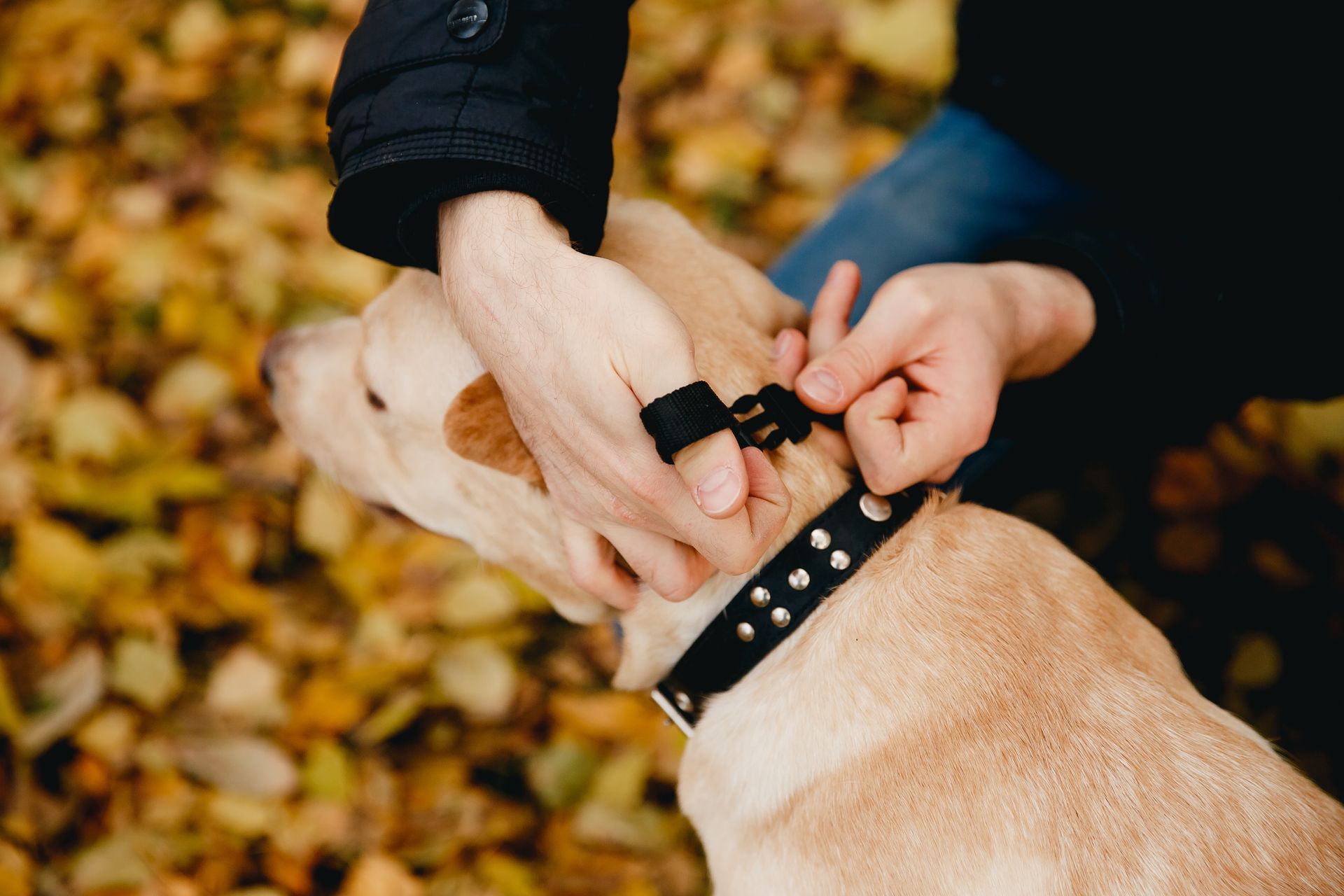 Person fastens a black collar with silver studs on a tan dog outdoors. Yellow leaves in background.