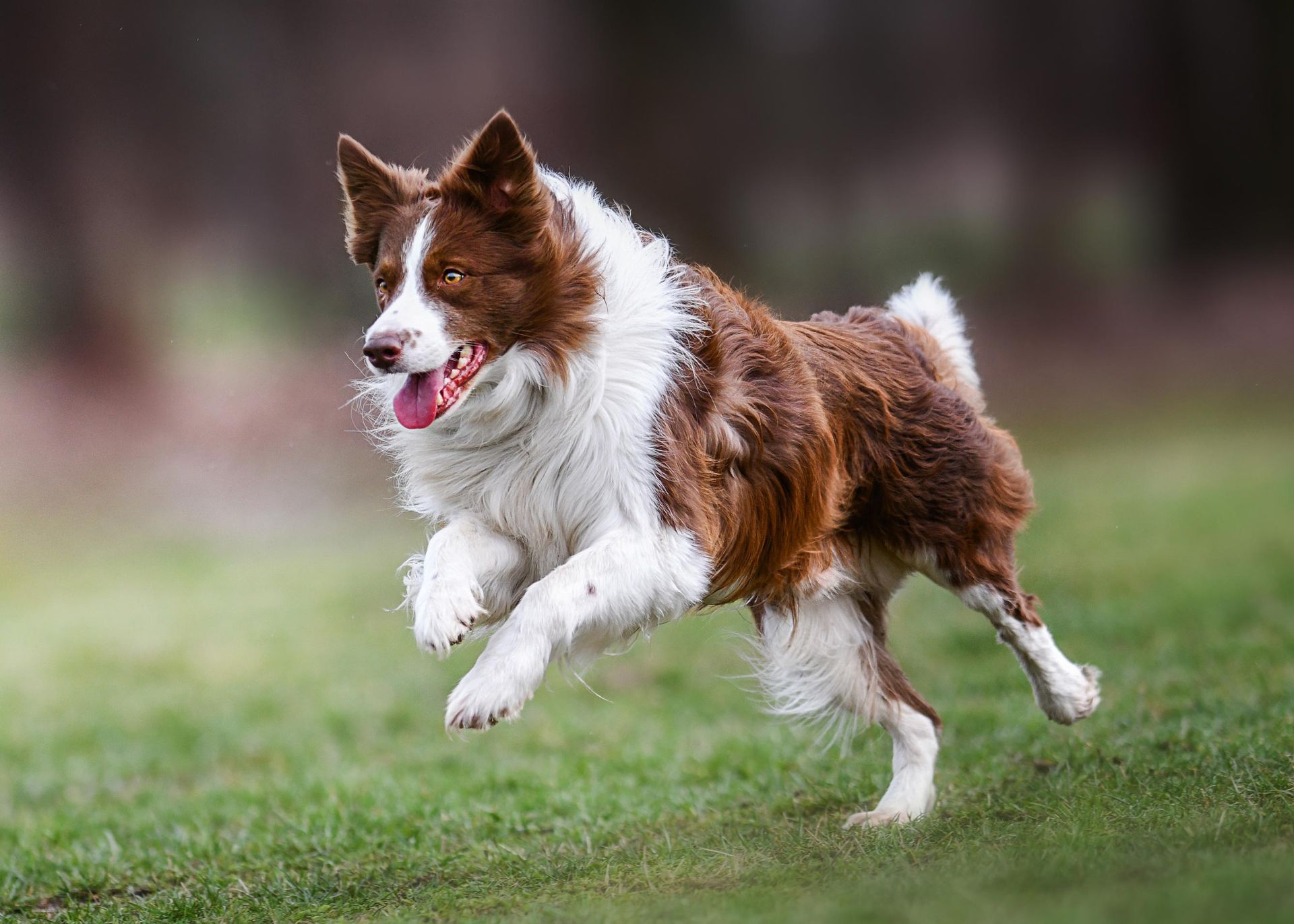 Brown and white Border Collie running on a green lawn, tongue out.