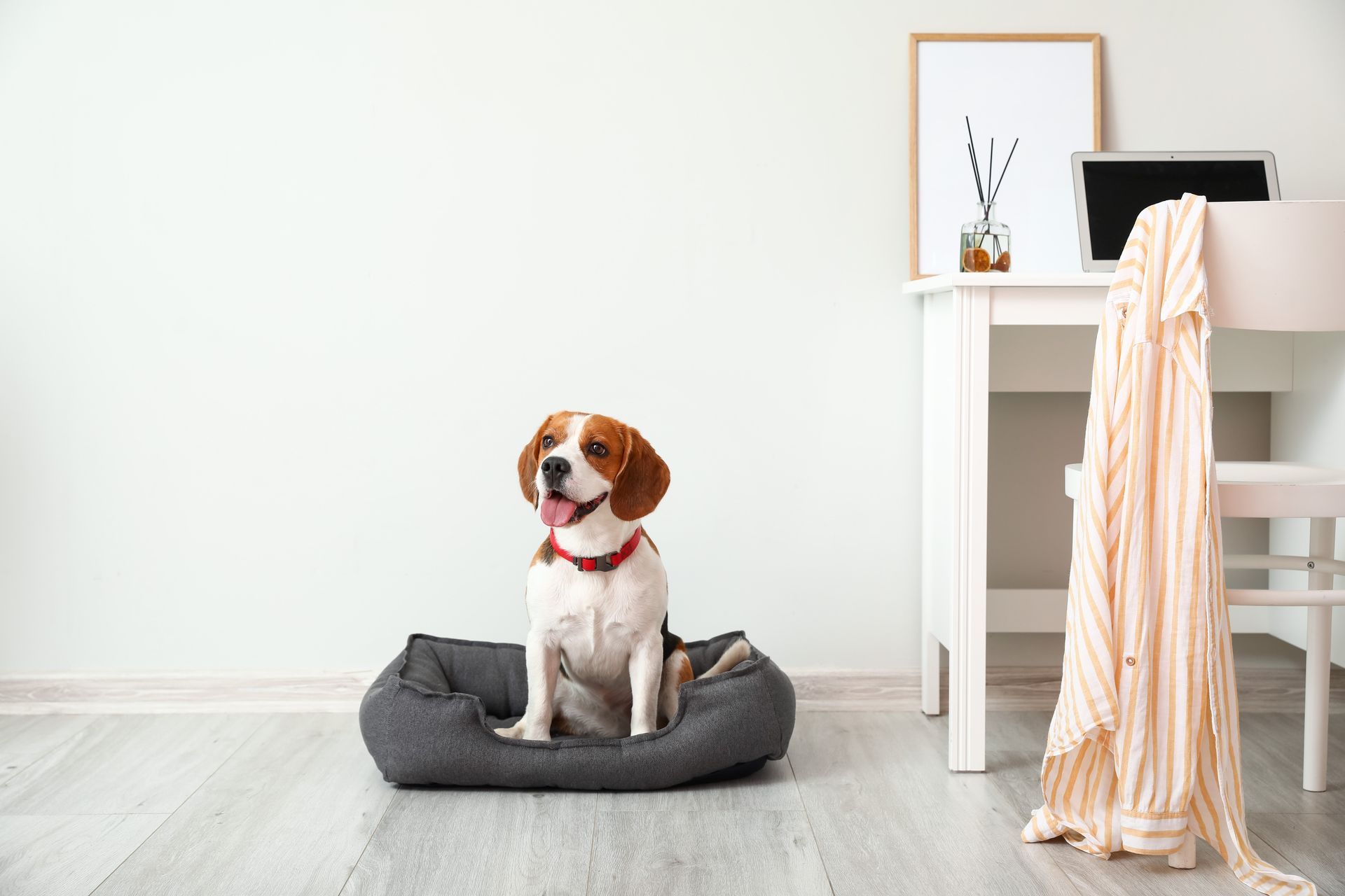 Beagle dog sitting in a gray bed indoors, next to a white desk with a framed print and laptop.