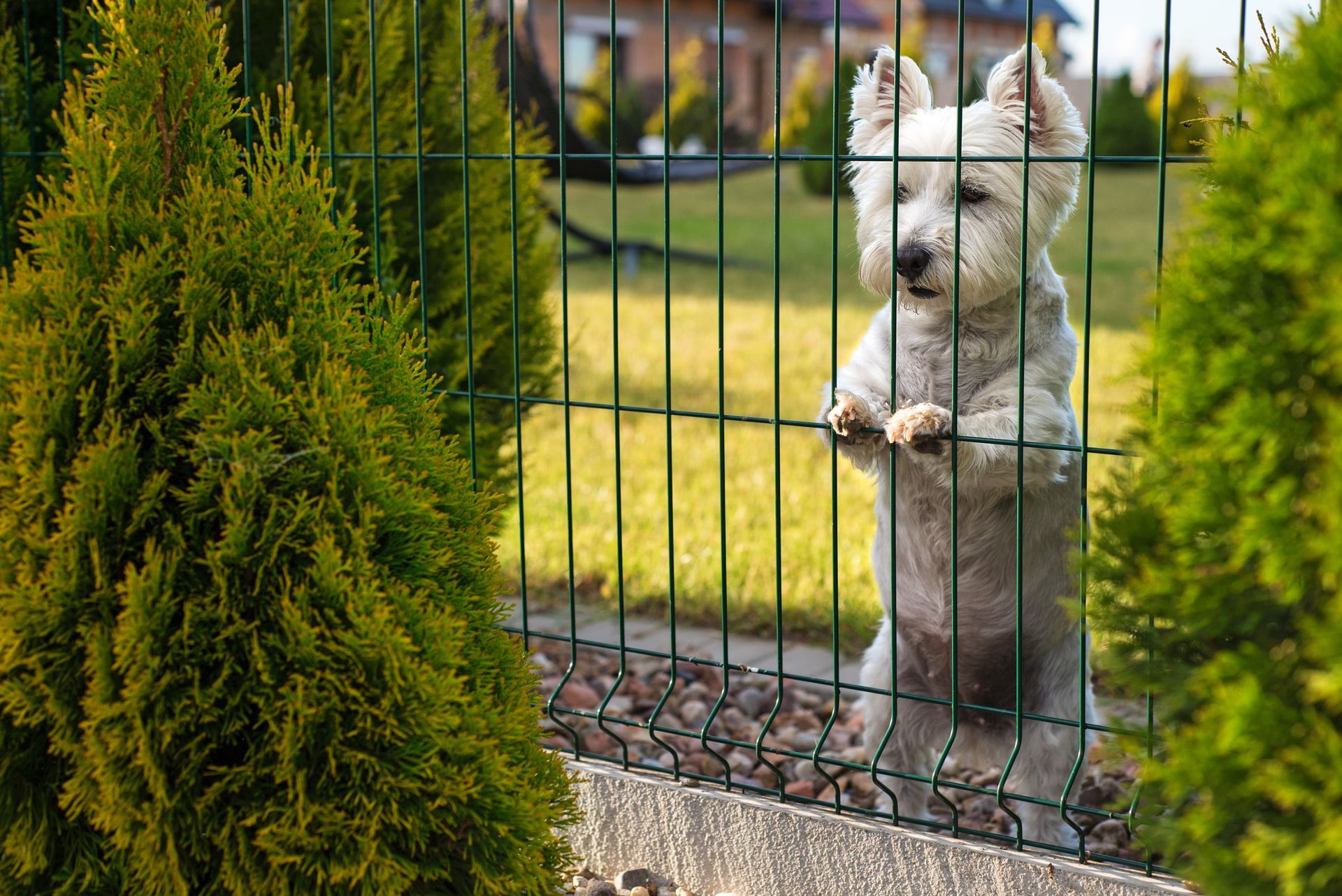 White dog standing behind a green fence, resting paws on the bars, looking out.