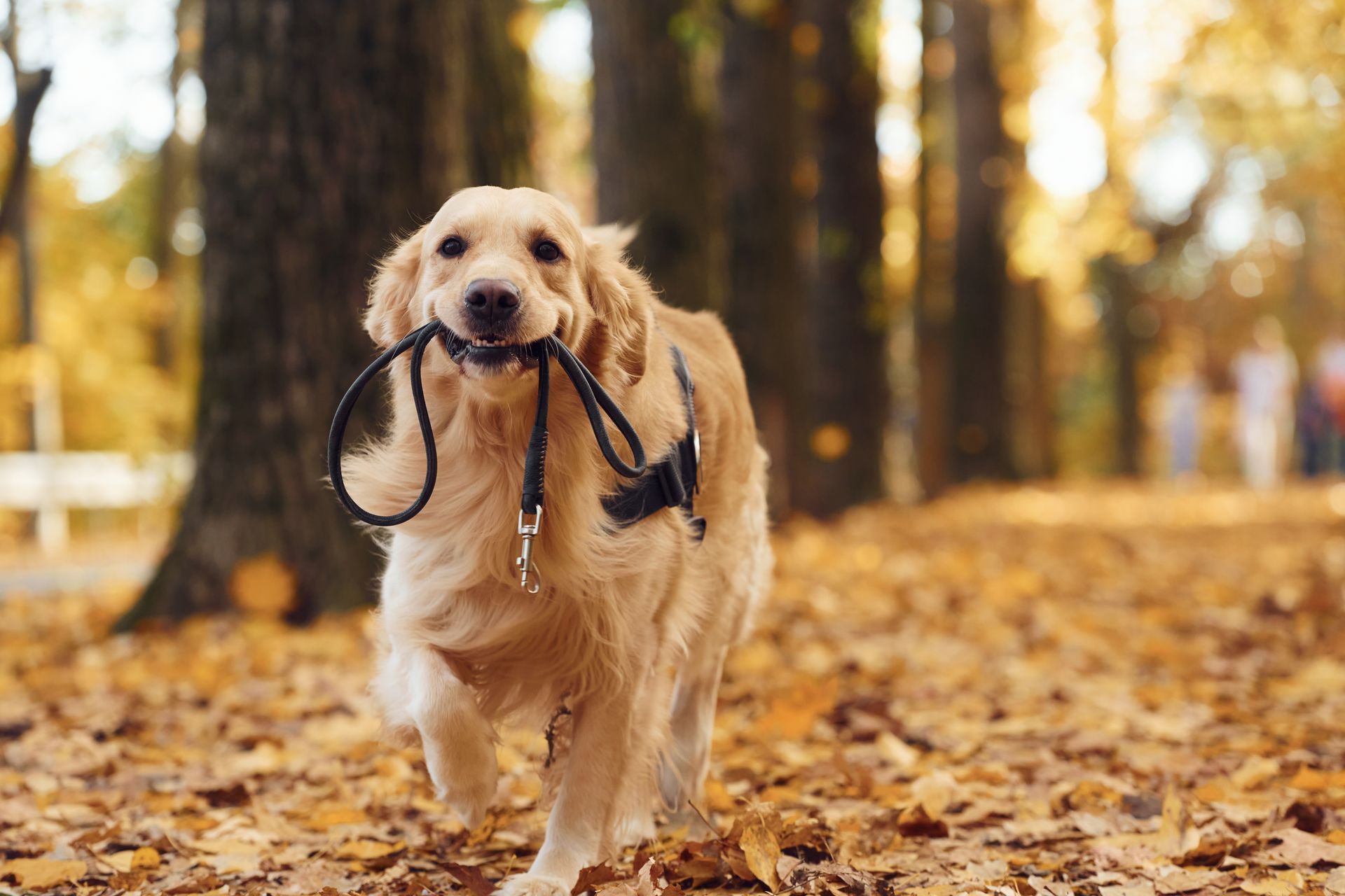 Golden retriever runs towards the viewer, holding a leash in its mouth, in an autumn park with fallen leaves.