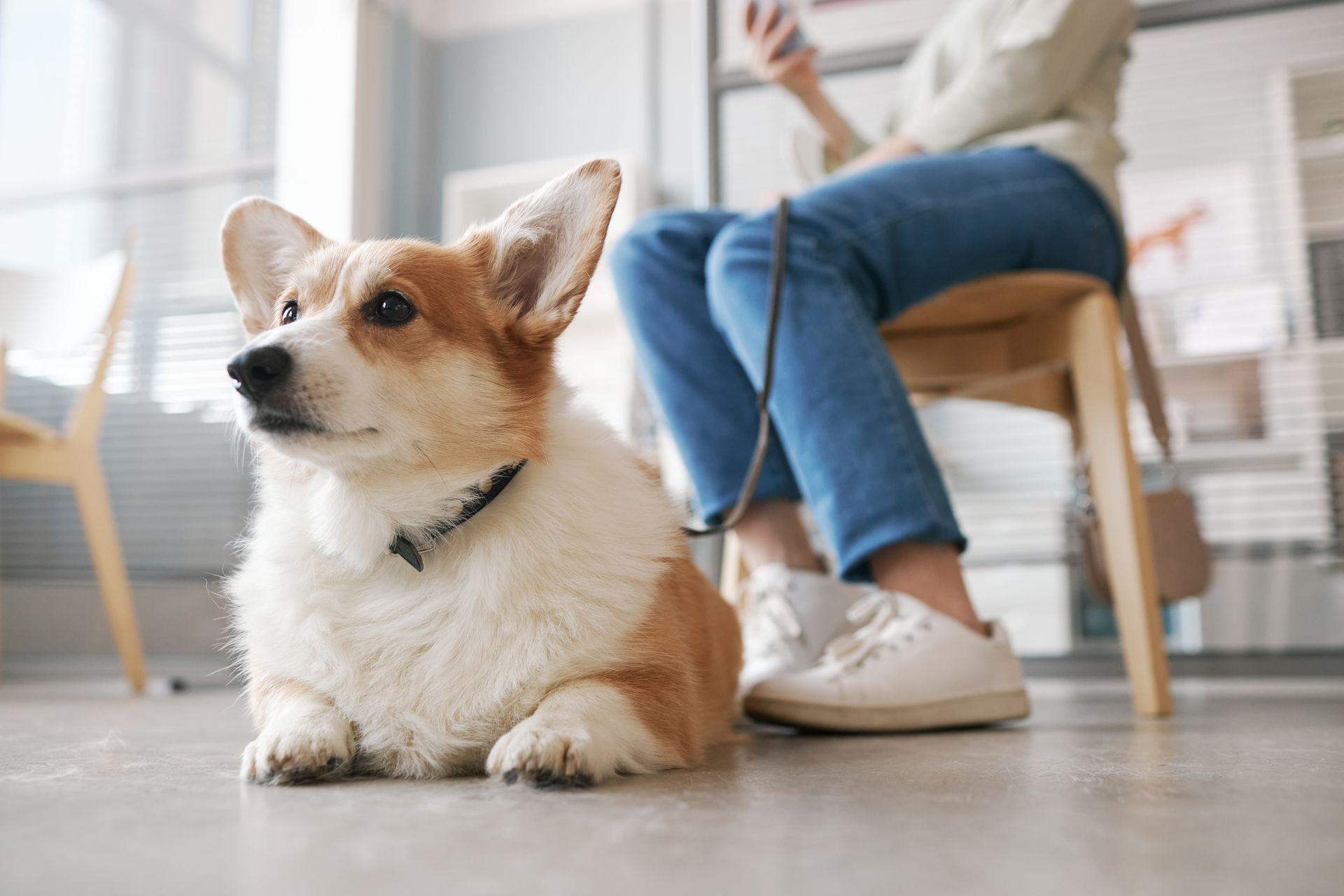 Corgi dog on leash lying near person in jeans and white shoes seated in a room.