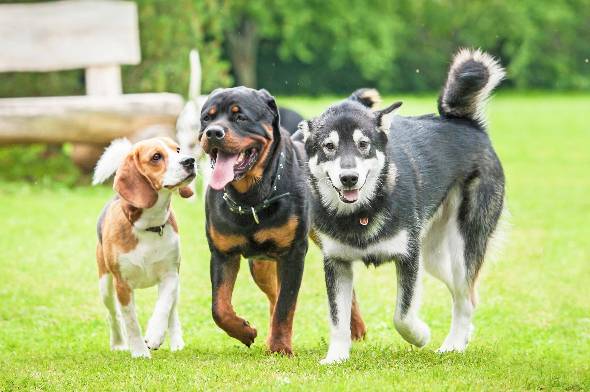 Three dogs of different breeds walking on green grass; beagle, Rottweiler, and husky. Three dogs of different breeds walking on green grass; beagle, Rottweiler, and husky.