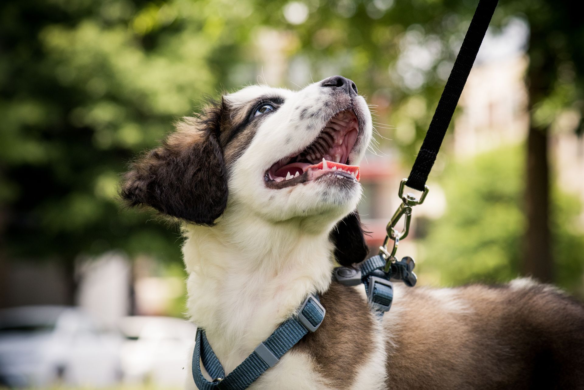 Puppy with white and brown fur looking up, mouth open, on a leash outdoors.