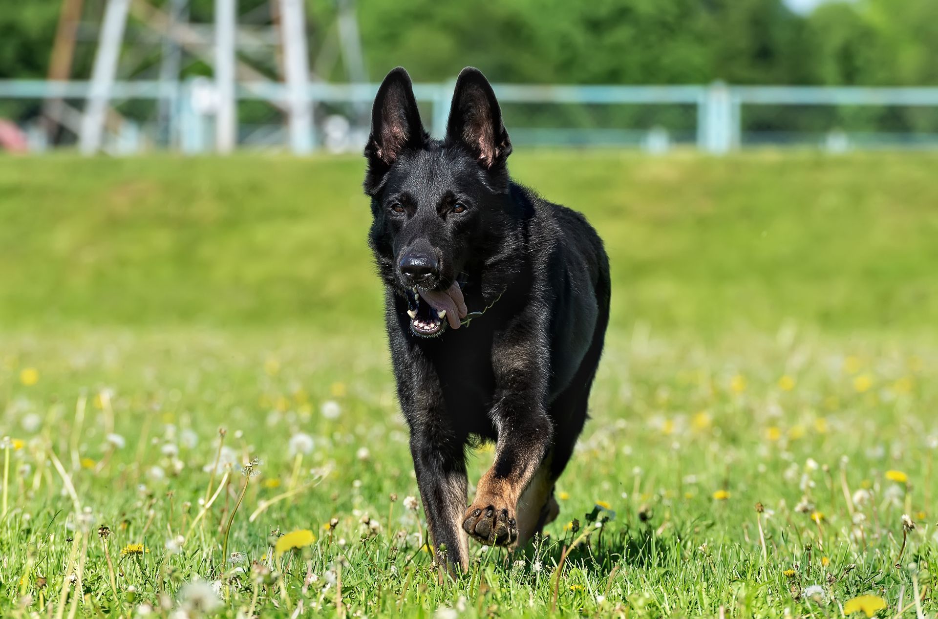 Black German Shepherd dog running across a grassy field.