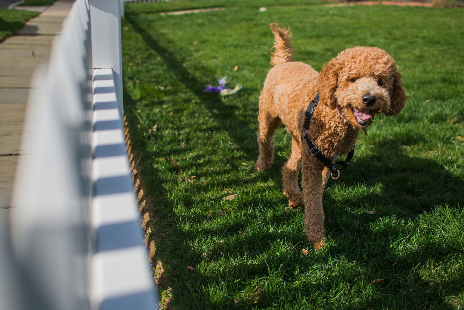 Golden-brown poodle with a black collar walks on green grass next to a white fence, appearing happy.