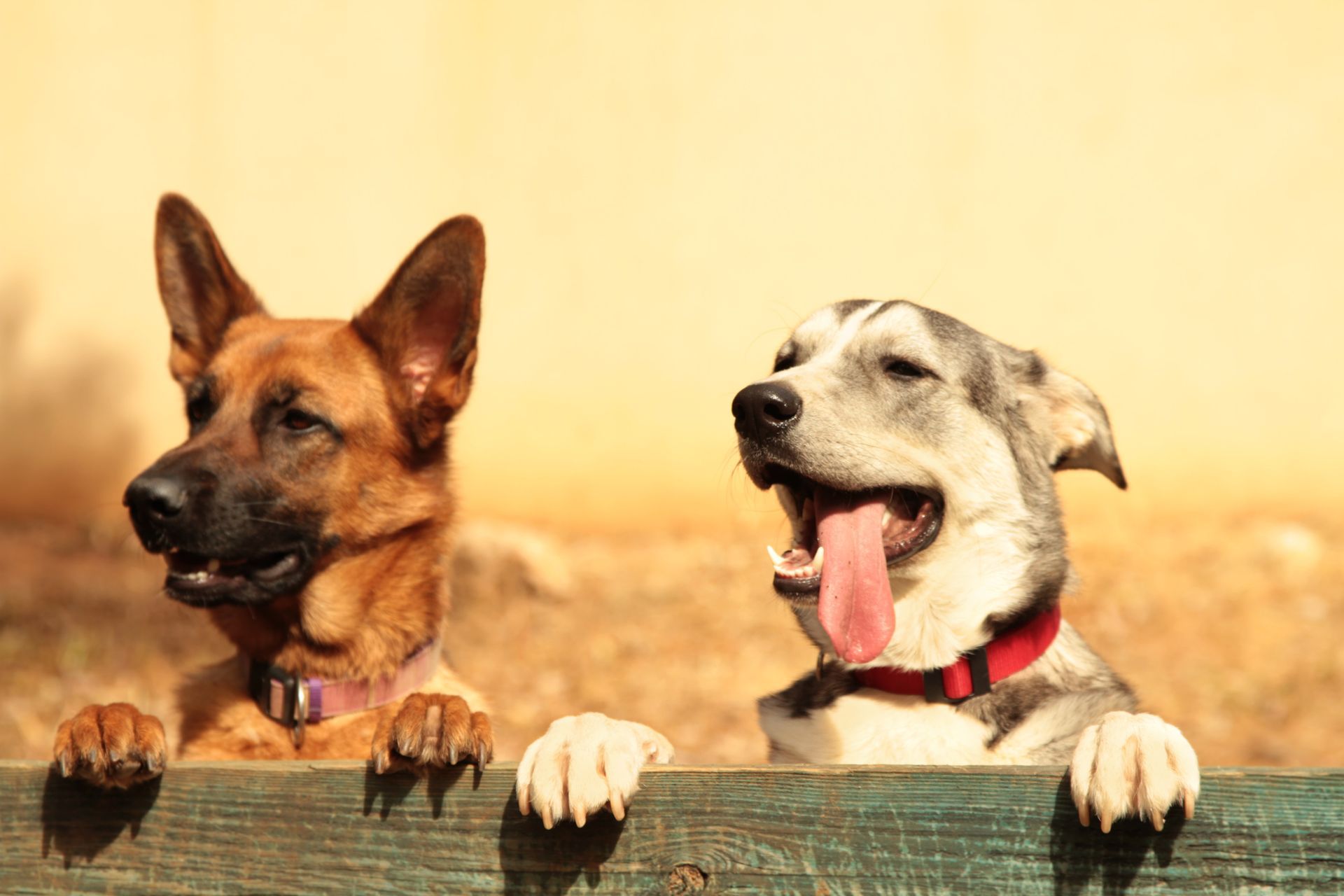 Two dogs peeking over a wooden fence; one German Shepherd, one Husky mix, both with happy expressions.