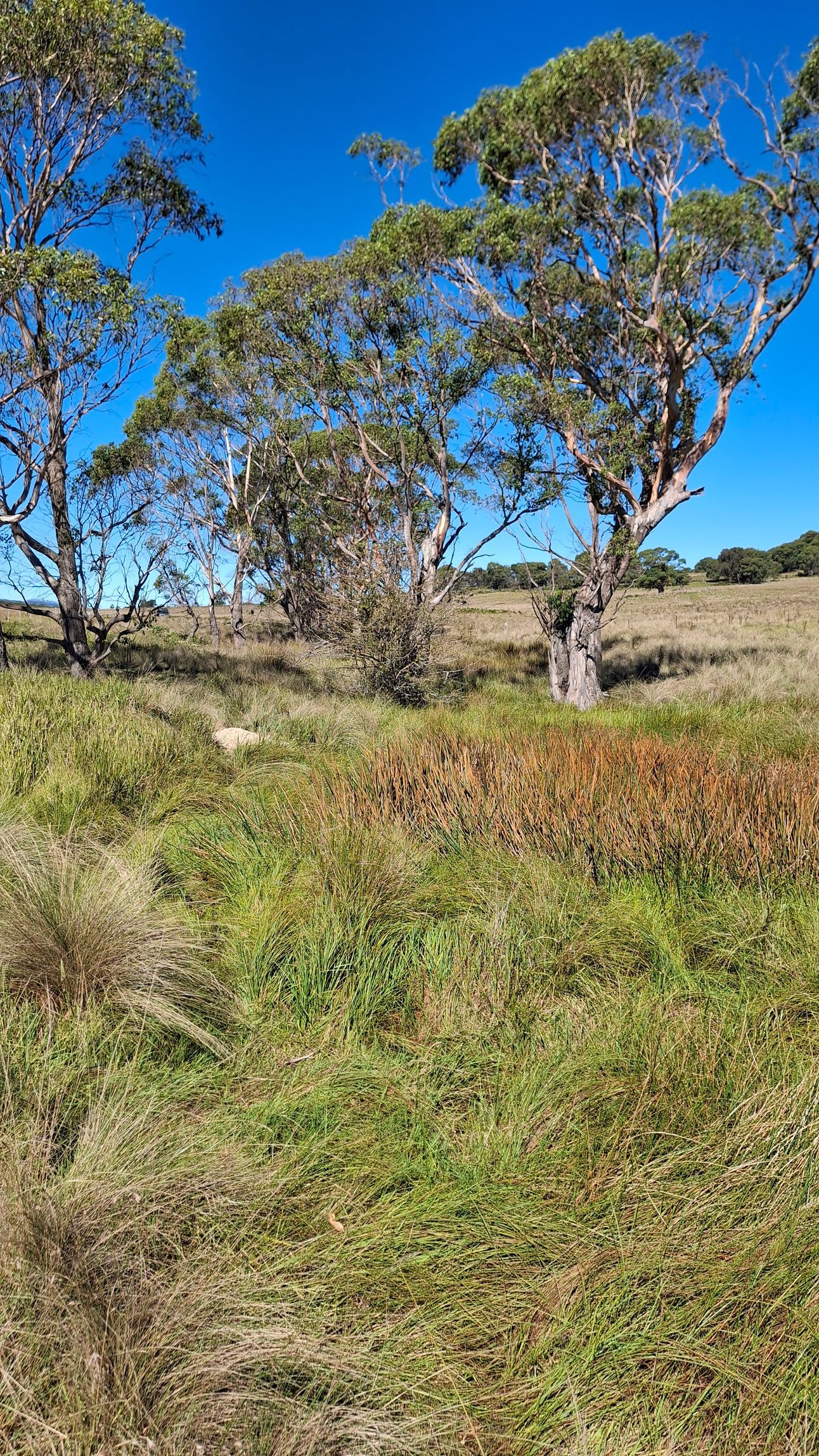 A grassy field with trees in the background on a sunny day.