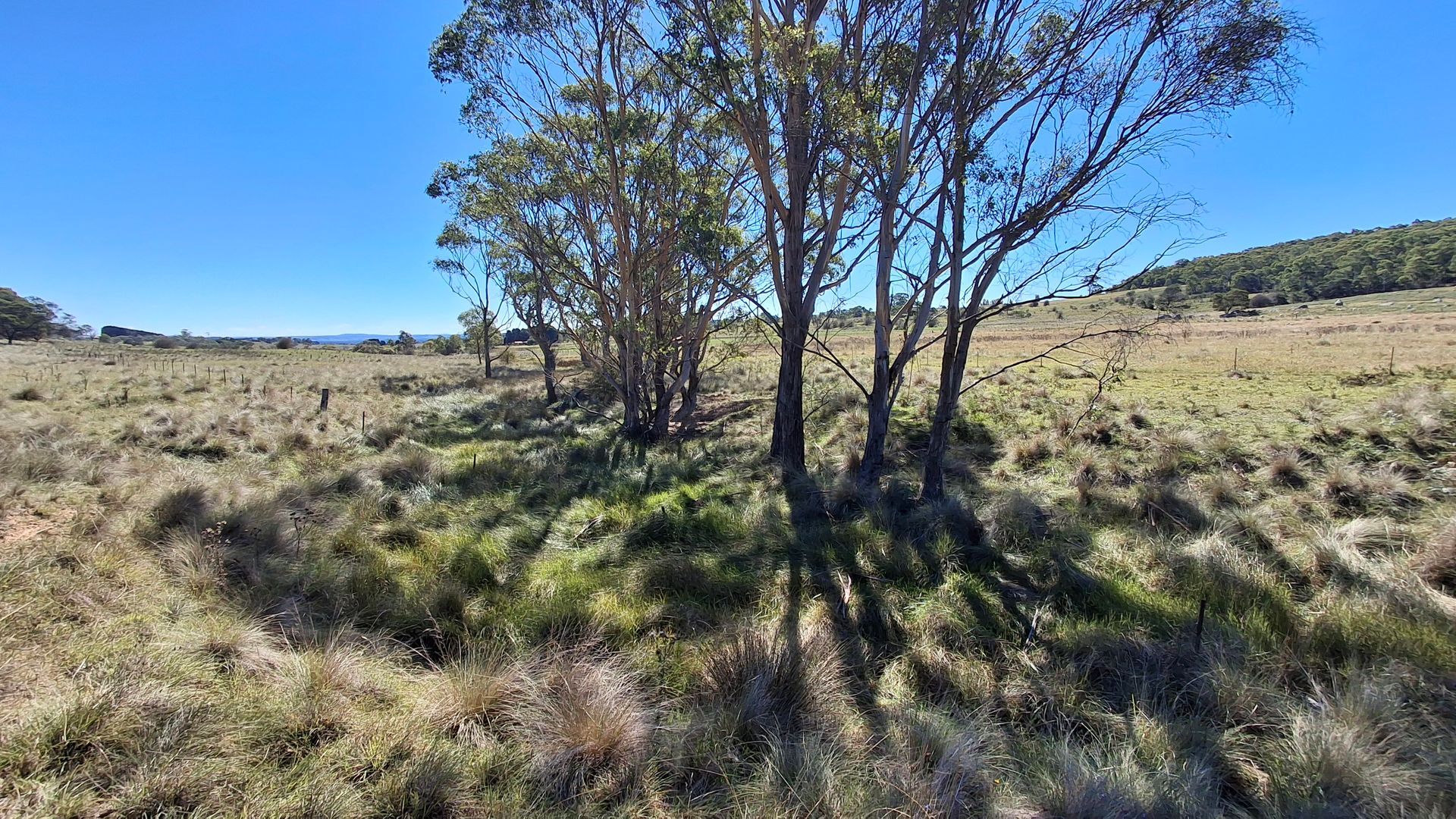 A row of trees in a grassy field on a sunny day.