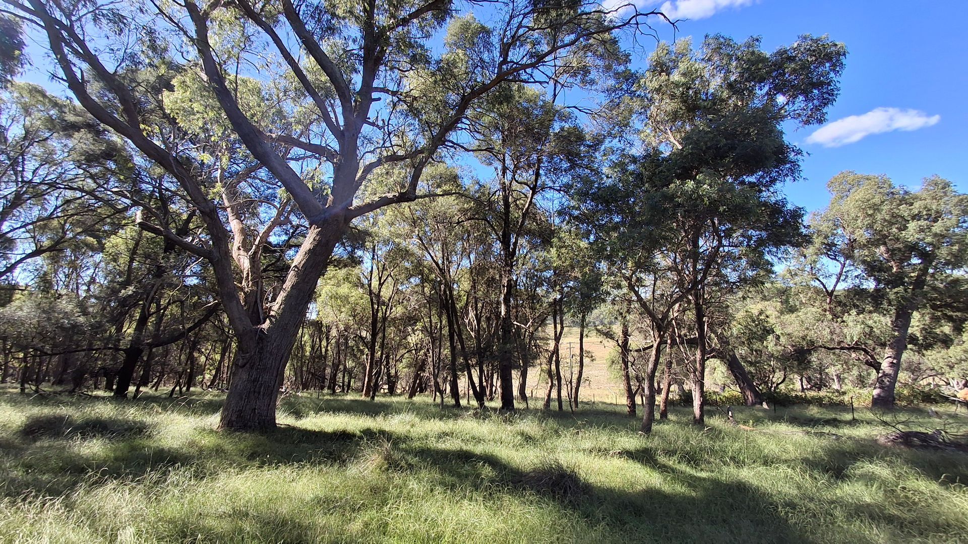 A lush green field filled with trees and grass on a sunny day.