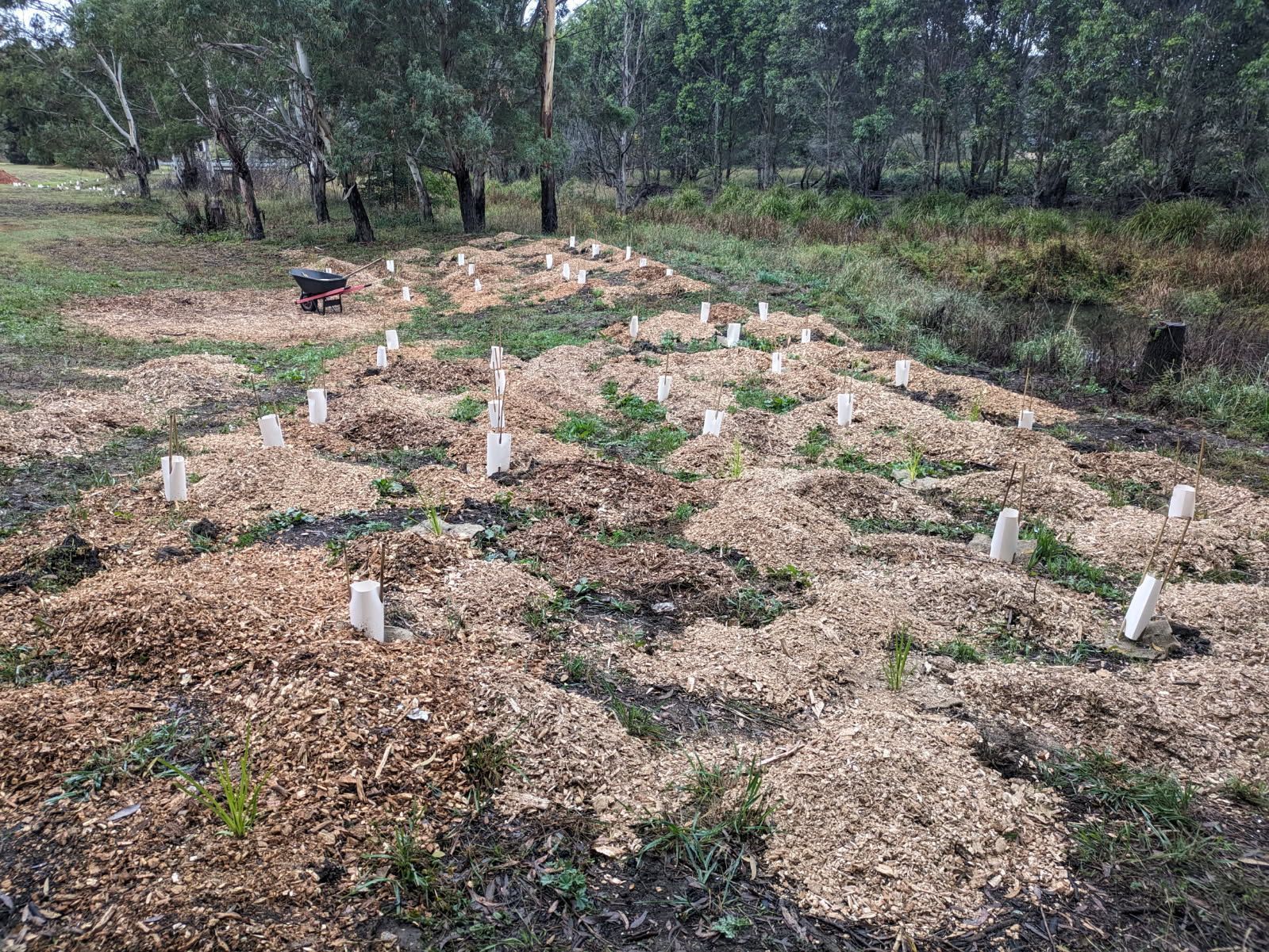 A row of newly planted shrubs growing in a field with trees in the background.