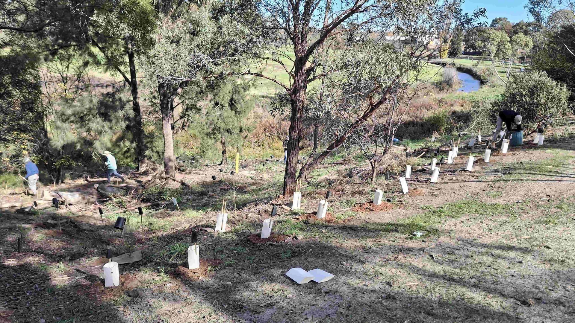 Newly planted trees and shrubs.