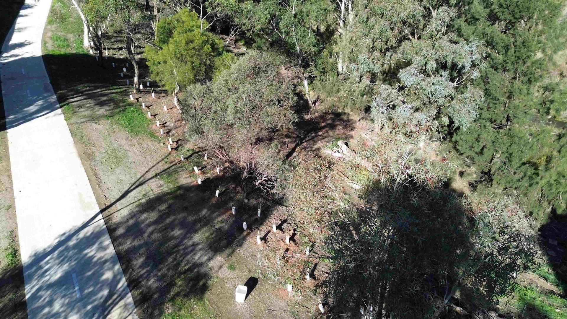 An aerial view of a pathway going through bushland, lined by newly planted  bushes.