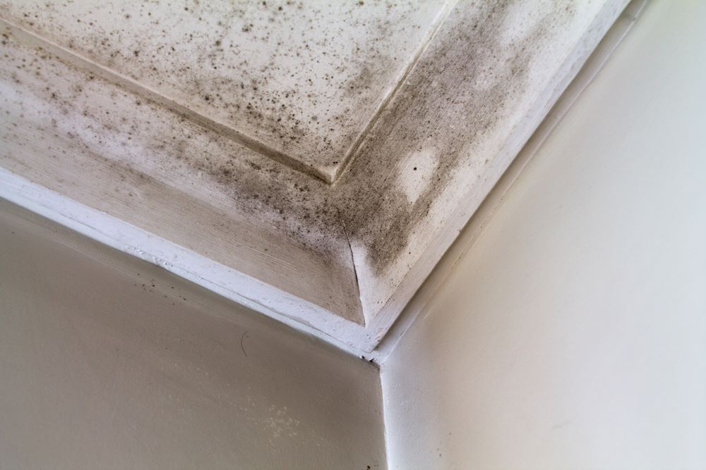 A Close Up of a Corner of a Wall With Mold on It — Vent Wise in Twin Waters, QLD