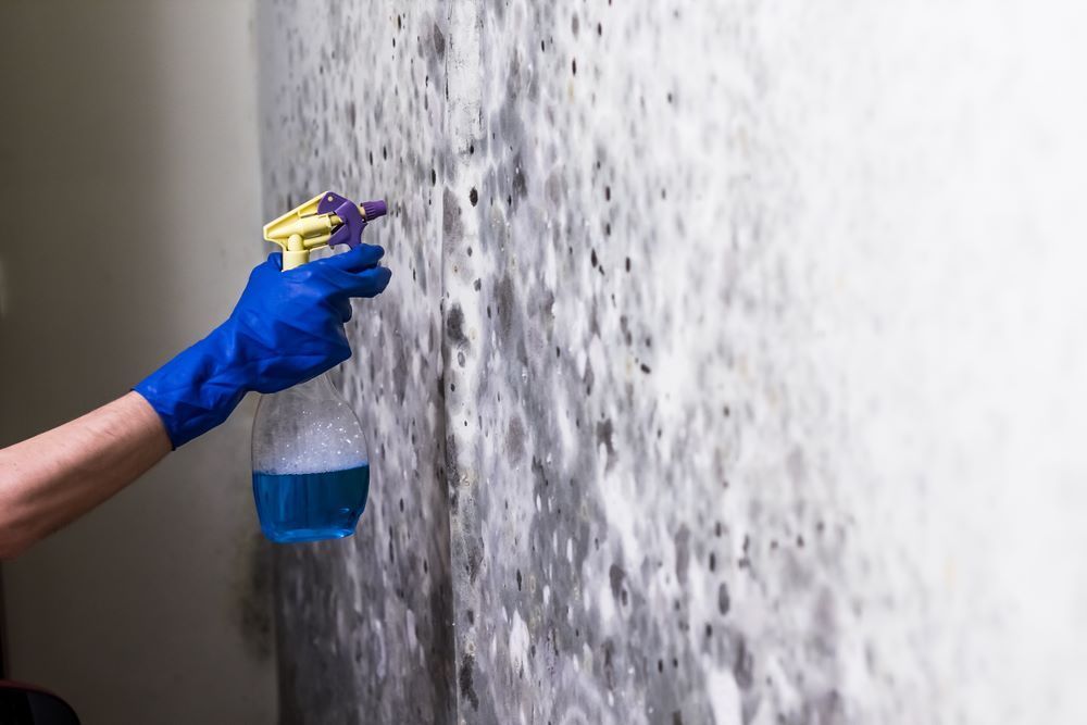 A Person is Spraying Mold on a Wall With a Spray Bottle — Vent Wise in Sunshine Coast, QLD