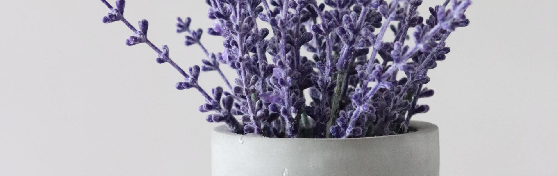 Lavender Plant