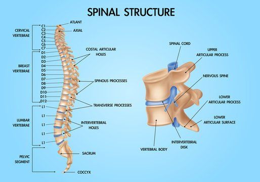 A diagram of the spinal structure on a blue background