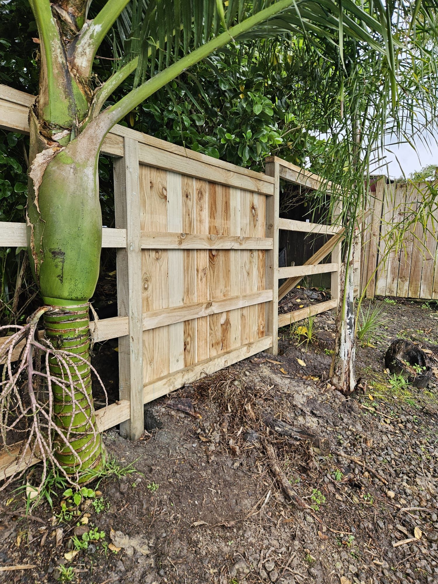 Wooden gate in a backyard, beside a palm tree, and a wooden fence.