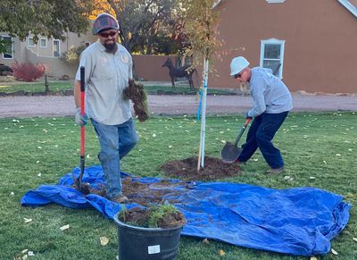 two men are planting a tree in a yard .