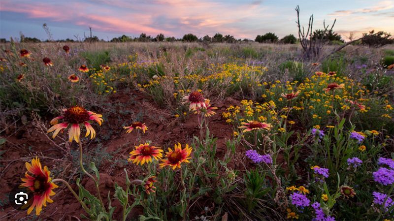 Wild flowers