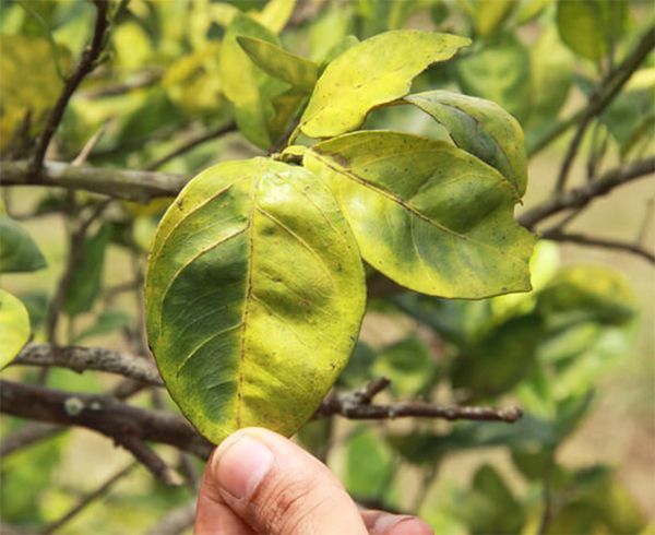 A person is holding a leaf with yellow spots on it.