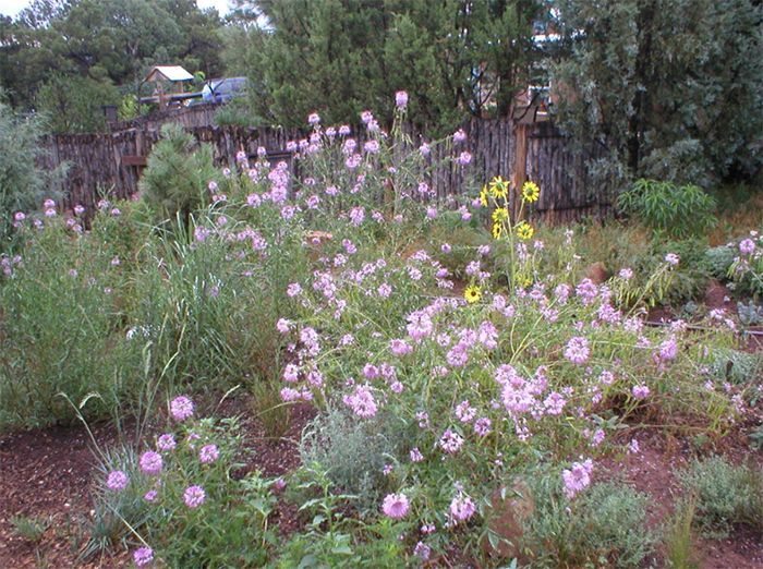 A field of purple and yellow flowers with a wooden fence in the background