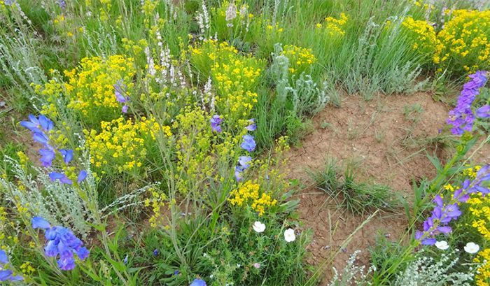 There are many different types of flowers in this field.