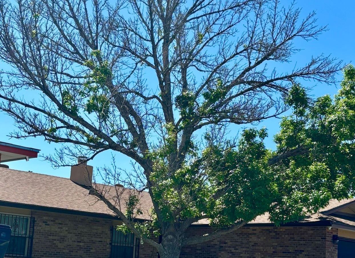 A tree with no leaves is in front of a brick house