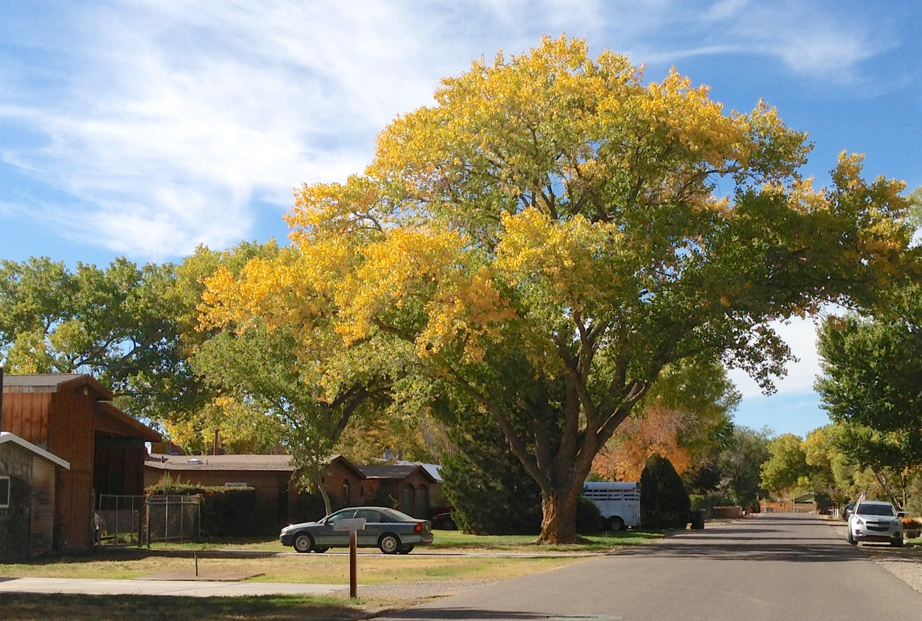 a tree with yellow leaves is in the middle of a street