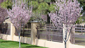a row of cherry blossom trees in front of a fence .