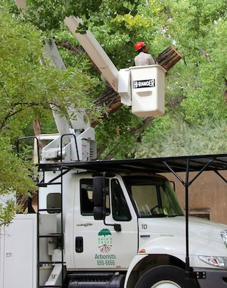 a man is cutting a tree with a bucket on top of a truck .