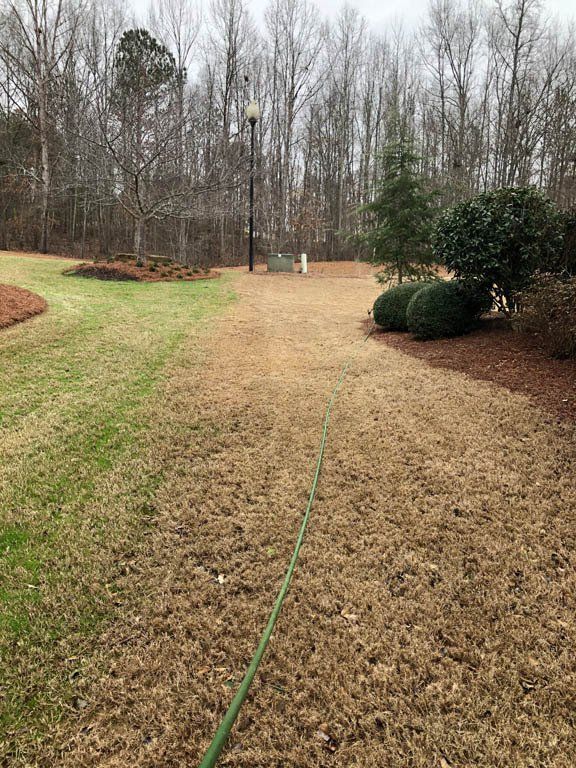 A green hose is laying in the middle of a grassy field.