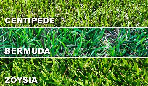Bermuda, Centipede, and Zoysia Grass
