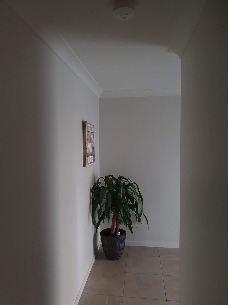 A hallway with a potted plant in the corner.