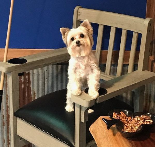 A small white dog is sitting in a chair