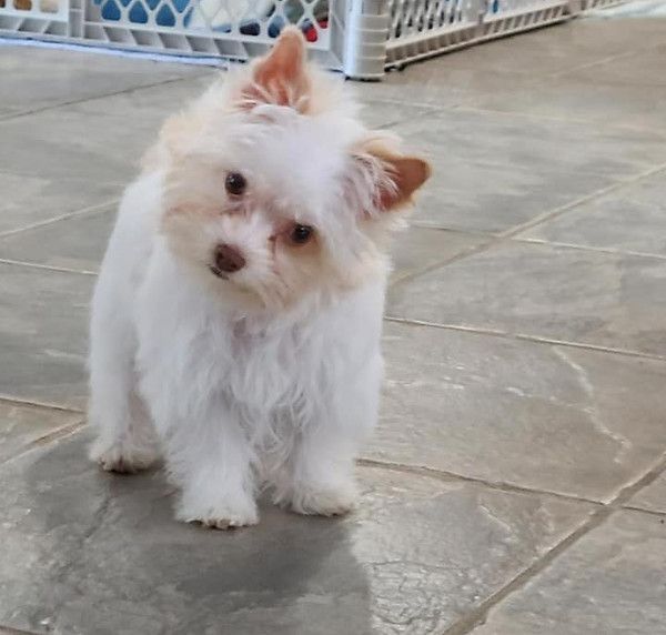 A small white dog standing on a tiled floor