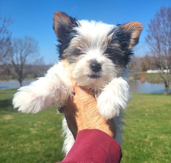 A person is holding a small white and brown puppy in their hand.