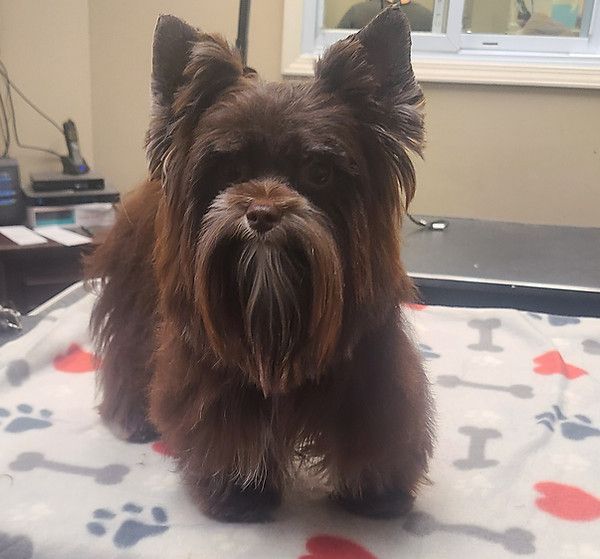 A small brown dog laying on a blanket that says i love dogs