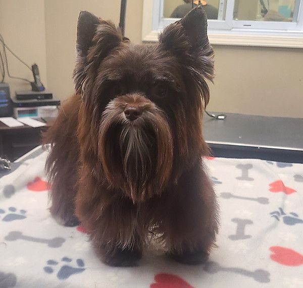 A small brown dog is sitting on a blanket with paw prints and arrows on it