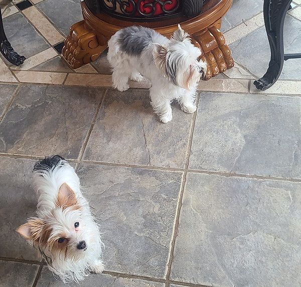 Three small dogs are standing on a tiled floor