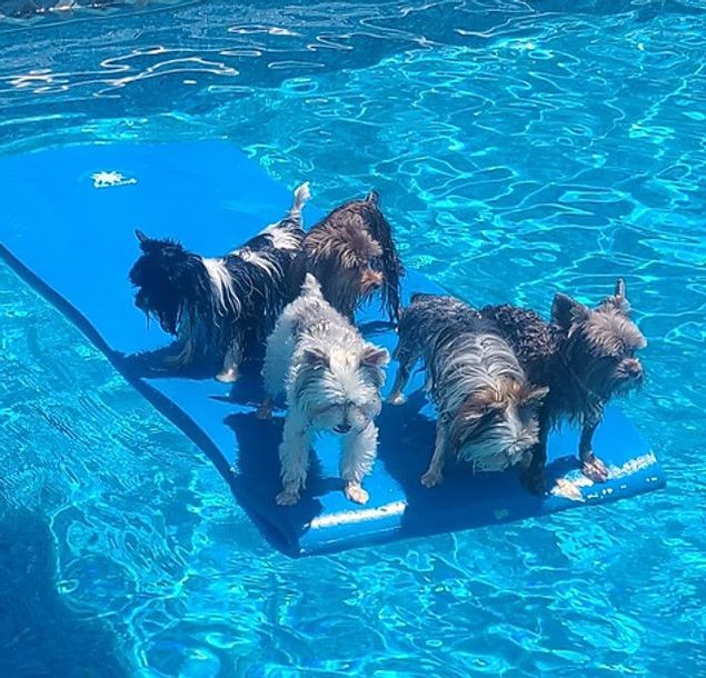 A group of dogs are floating on a blue mat in a pool.