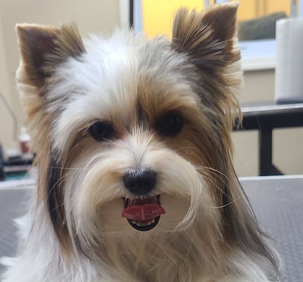 A small brown and white dog with its tongue out