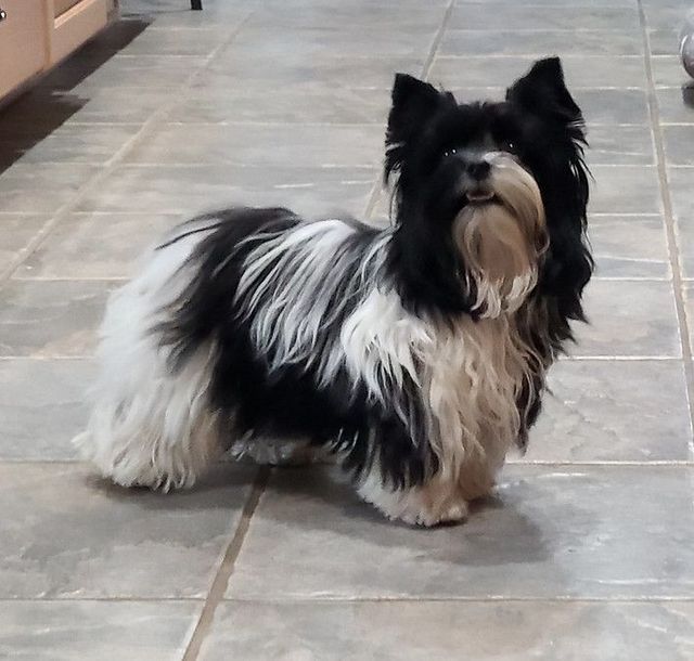 A black and white dog standing on a tiled floor