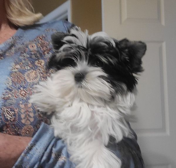 A woman is holding a small black and white dog in her arms.