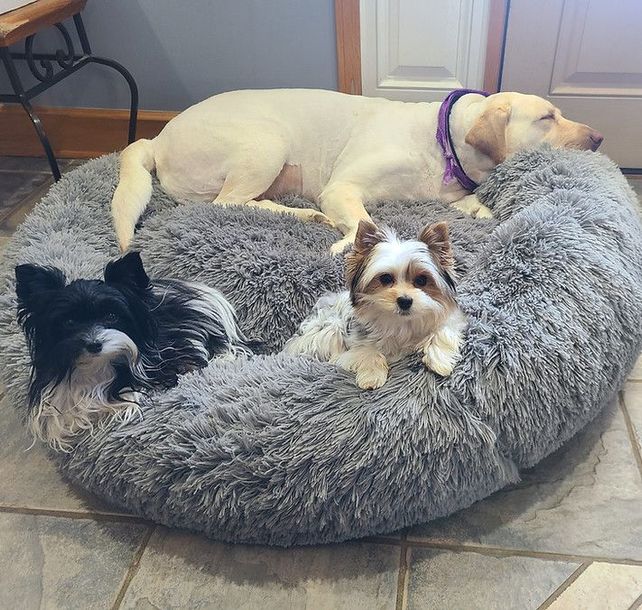 Three dogs are laying on a fluffy dog bed