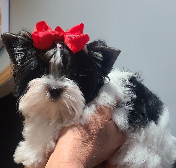 A black and white dog with a red bow on its head